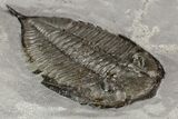 Dalmanites Trilobite Fossil - New York #99029-4
